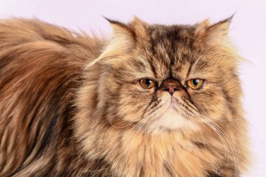 Kedi kameraya bakıyor. Yakın plan..
