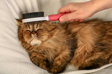 Pers kedisi kameraya bakıyor. Paltonu giy. Elini ver. Kapat.