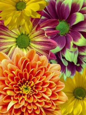 Çok renkli kasımpatı seti. Üst Manzara. Yakın plan..