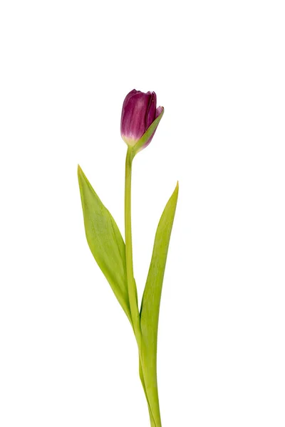 One Red Tulip Isolated White Background Close — Stock Photo, Image