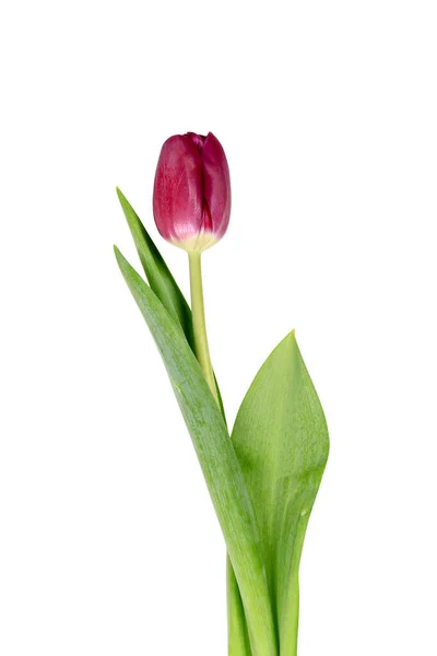 One Red Tulip Isolated White Background Close — Stock Photo, Image