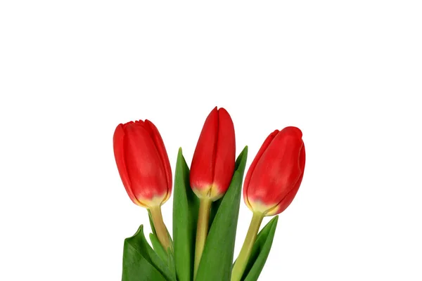 Three Red Tulips Isolated White Background Close — Stock Photo, Image
