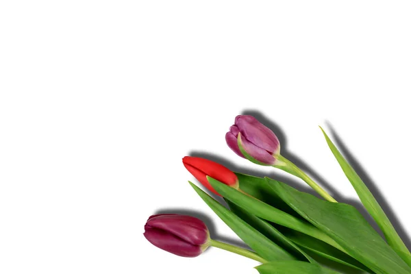 Tulipany Odizolowany Białym Tle Cień Zbliżenie Miejsce — Zdjęcie stockowe