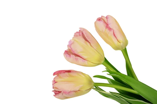 Pink Tulips Isolated White Background Close Place — Stock Photo, Image