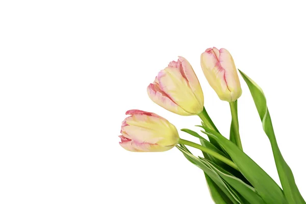 Pink Tulips Isolated White Background Close Place — Stock Photo, Image