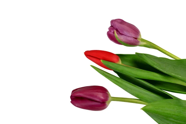 Tulips Isolated White Background Shadow Close Place — Stock Photo, Image