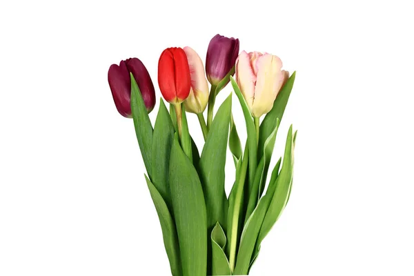 Bouquet Multicolored Tulips Isolated White Background — Stock Photo, Image