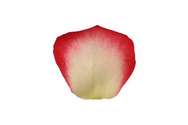 Beyaz arka planda gül yaprağı izole edilmiş. Yakın plan. Üst görünüm.