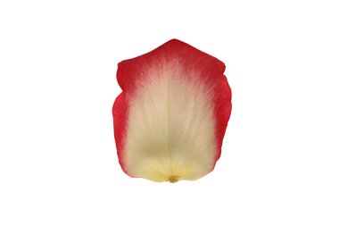 Beyaz arka planda gül yaprağı izole edilmiş. Yakın plan. Üst görünüm.