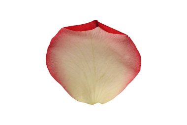 Beyaz arka planda gül yaprağı izole edilmiş. Yakın plan. Üst görünüm.