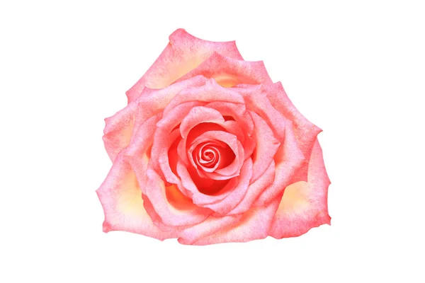 Rose Flower Rose Bud Isolated White Background Close Top View — Stock Photo, Image