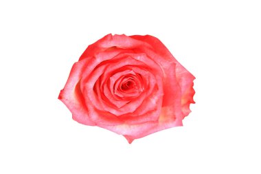 Gül çiçeği. Gül tomurcuğu beyaz arka planda izole. Yakın plan. Üst görünüm.