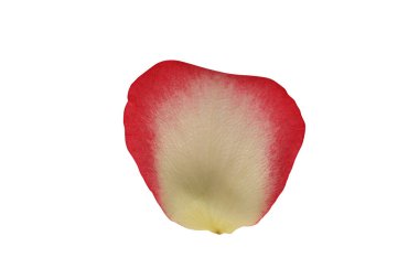 Beyaz arka planda gül yaprağı izole edilmiş. Yakın plan. Üst görünüm.