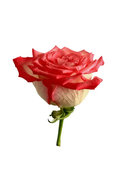 Rosa Rose Vereinzelt Auf Weißem Hintergrund Nahaufnahme Ansicht Von Oben — Stockfoto