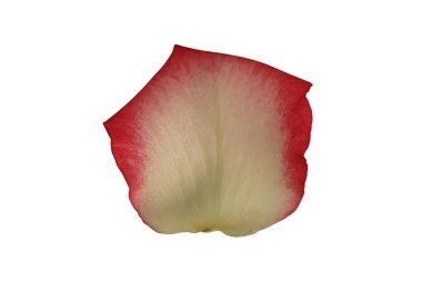 Beyaz arka planda gül yaprağı izole edilmiş. Yakın plan. Üst görünüm.