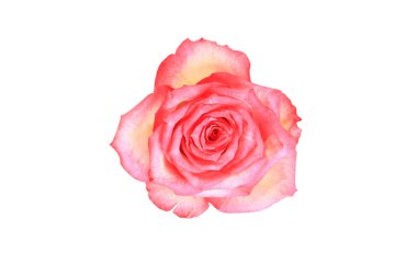 Gül çiçeği. Gül tomurcuğu beyaz arka planda izole. Yakın plan. Üst görünüm.