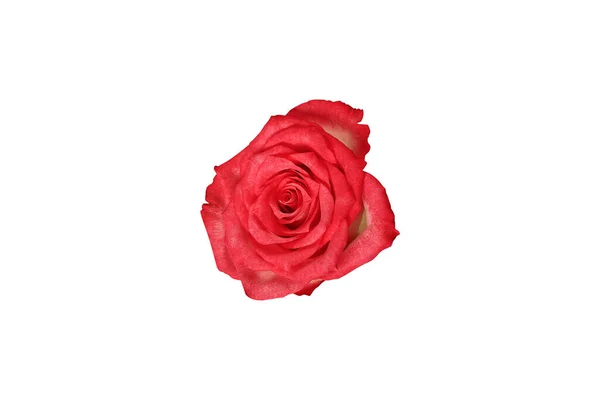 Pink Rose Isolated White Background Close Top View — Stock Photo, Image