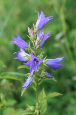 Mavi çan çiçeği bitkisi. Bulanık yeşil arka plan. Yakın plan..