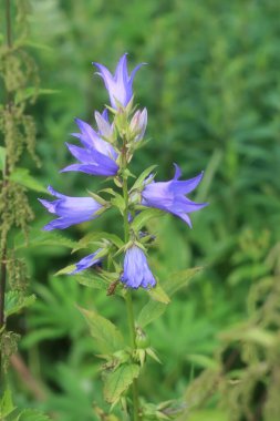 Mavi çan çiçeği bitkisi. Bulanık yeşil arka plan. Yakın plan..