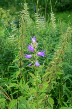 Mavi çan çiçeği bitkisi. Bulanık yeşil arka plan. Yakın plan..