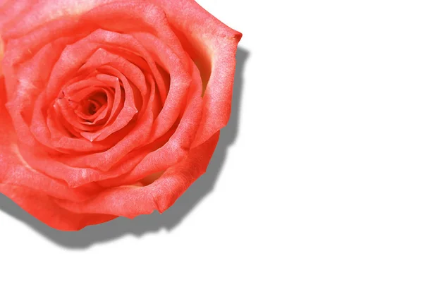 Квітка Троянд Трояндовий Бутон Ізольований Білому Тлі Крупним Планом Вид — стокове фото