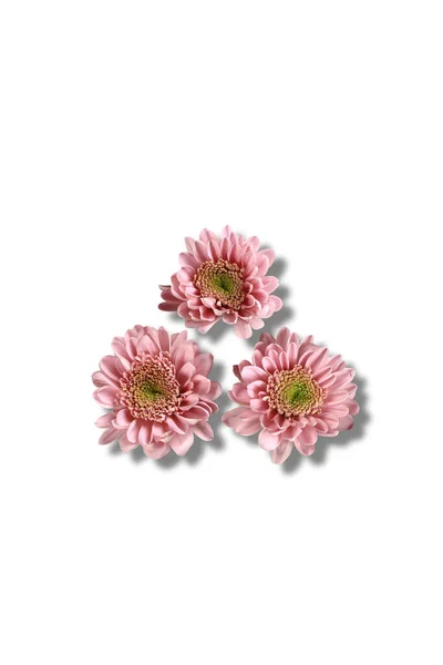 Różowe Kwiaty Trzy Chryzantemy Zbliżenie Cień — Zdjęcie stockowe