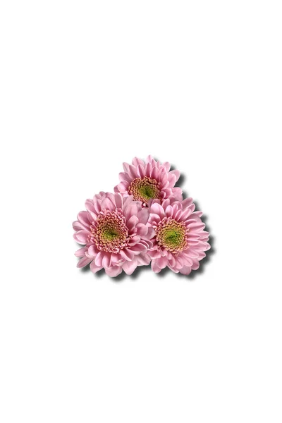 Rosa Blommor Tre Krysantemum Närbild Skuggor — Stockfoto