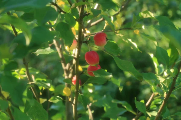 Mele Del Paradiso Rosso Sull Albero Sfondo Verde Sfocato Primo — Foto Stock