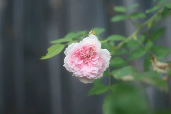 White Rose Fond Vert Flou Gros Plan Vue Dessus — Photo