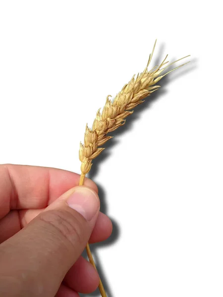 Spikelet Wheat Hand Isolated White Background Close Shadow — Stock Photo, Image