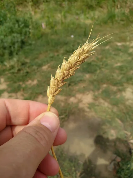 Spikelet of wheat in hand. Blurred green background. Close-up.