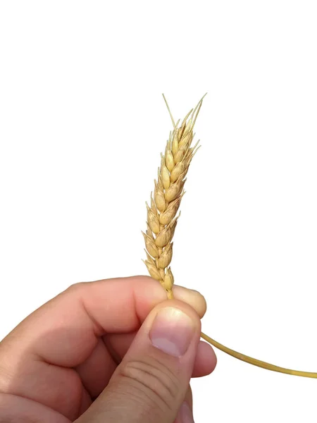 Elindeki Buğday Başağı Beyaz Arka Planda Izole Edilmiş Yakın Plan — Stok fotoğraf