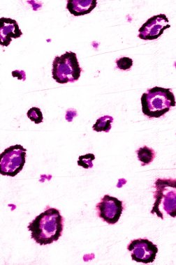 Suluboya Leopar Deseni. 