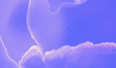 Grafik Akış Şablonu. Mavi Suluboya Minimal Sancak. Parlak Yağ deseni. Violet Grafik Mürekkep Şablonu. Fütürist Modern Poster. Pembe Parlak Yağ Konsepti. Soyut Sıvı Şablonu.