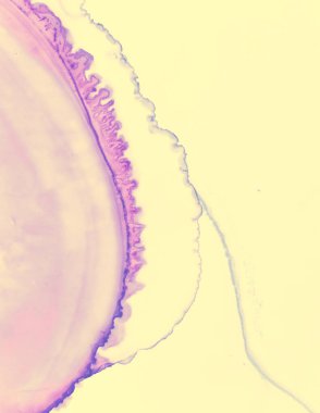 Düğün Davet Şablonu. Sarı Pastel Akış