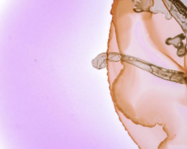 Ruhsal Su Dokuları. Sıvı mürekkep Dalgası