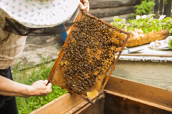 Bin, larver och honung på vaxkakorna — Stockfoto