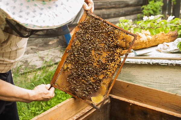 Arılar, larva ve bal tarak üzerinde