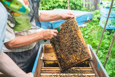 Kovandaki bal petekleriyle arı yetiştiricisi ve çerçeve