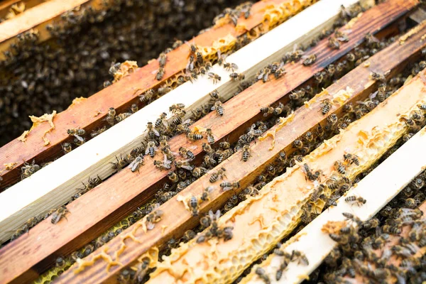 Bienen Auf Dem Bienenstock Selektiver Fokus — Stockfoto