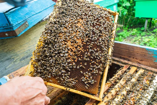 Biodlare Och Ram Med Honungskakor Från Kupan — Stockfoto