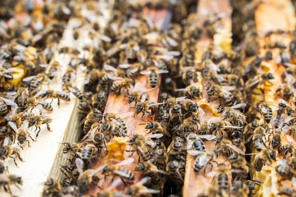 Méhek Egy Kaptárban Egy Keretben Szelektív Fókusz — Stock Fotó