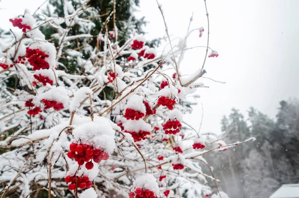 Bayas Rojas Árbol Nieve — Foto de Stock