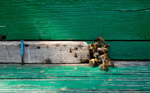 Bienen Der Nähe Des Bienenstocks Nahaufnahme — Stockfoto