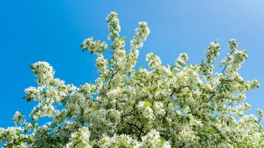 Bahar çiçekli elma ağacı.