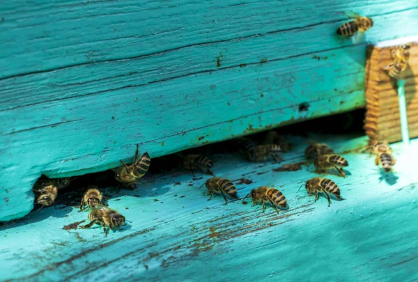 Μέλισσες Κοντά Στην Μπλε Κυψέλη — Φωτογραφία Αρχείου