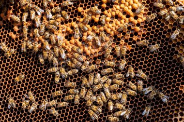 Güneşli bir günde Arılarla çerçevelenmiş