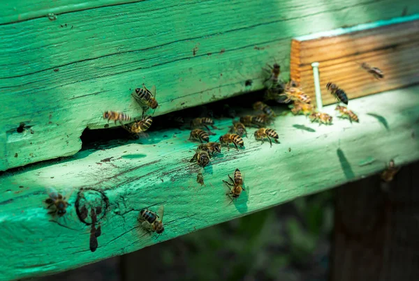 Bees Green Hive — Stock Photo, Image