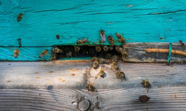 Kırsal mavi kovanın yakınındaki arılar