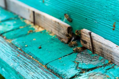 Yeşil kovanın yanındaki arılar. Seçici odak